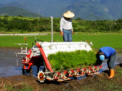 從耕牛到鐵牛：戰後臺灣的農業機械化