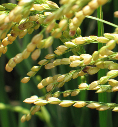 小滿時節恰逢梅雨季，中南部的水稻也已進入黃熟期，此時農夫須特別注意排水問題