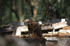首映片「 九九蜂鷹 」記錄有「千面食蜂鳥」之稱的東方蜂鷹孵蛋、育雛、覓食等生態行為