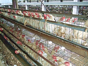 傳統飼養蛋雞的格子籠空間太小，引發不人道的爭議