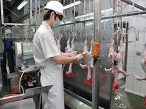 駐場屠宰衛生檢查獸醫師（人員）進行家禽屠體屠宰衛生檢查，確保禽肉安全